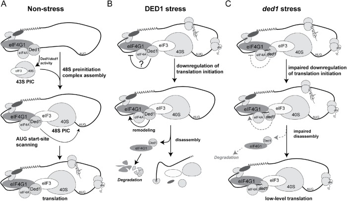 FIGURE 7: