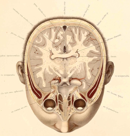 Fig. 24