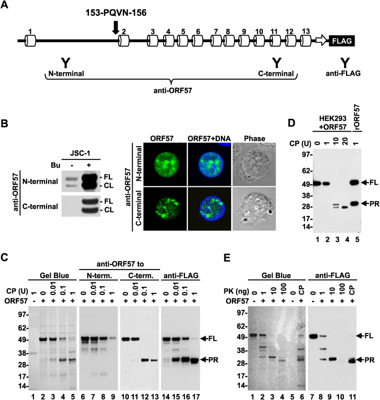 FIG 2