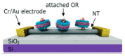 Figure 20