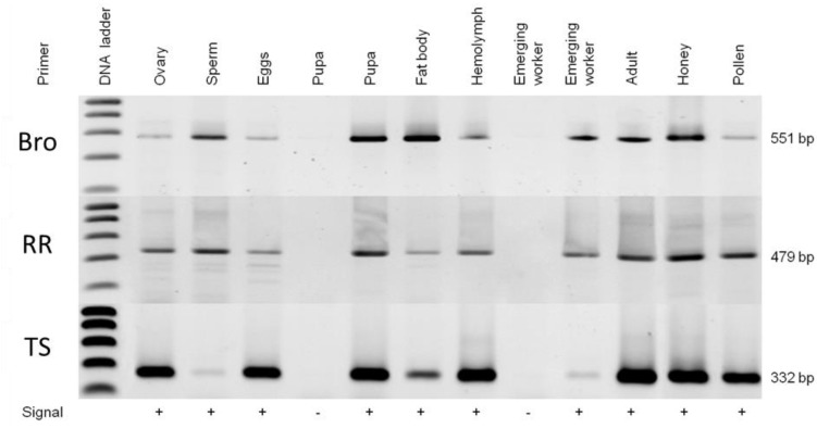 Figure 5