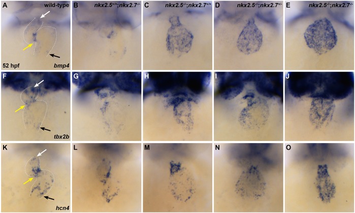 Fig. 7.