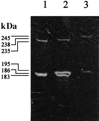 FIG. 1