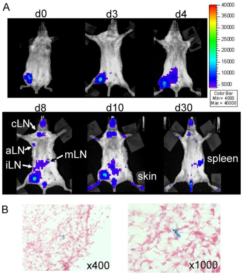 FIGURE 3