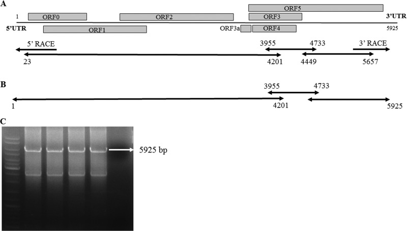 FIG 3