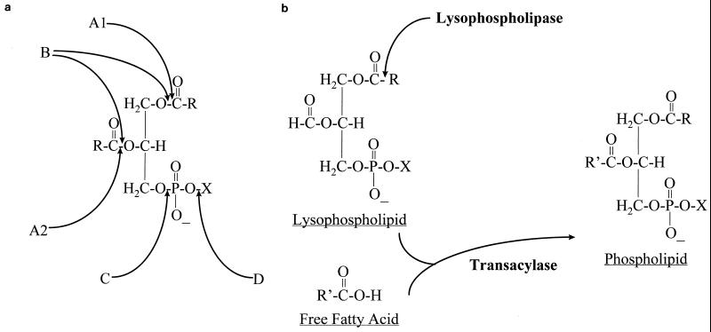 FIG. 1