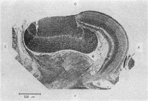 Plate 4