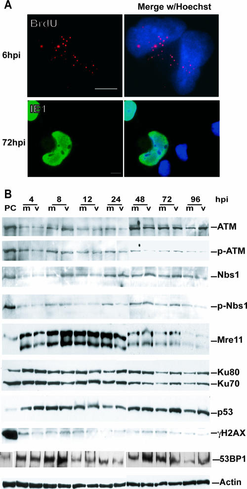 FIG. 8.