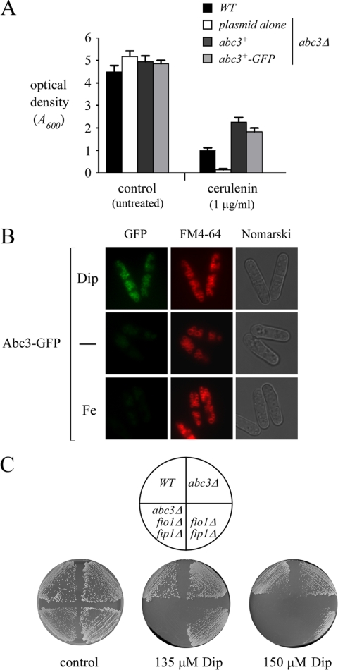 FIG. 7.