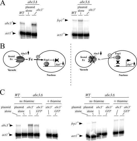 FIG. 10.