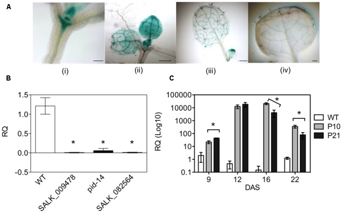 FIGURE 1