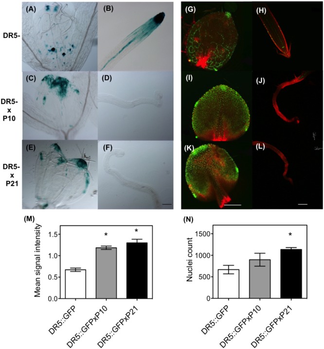 FIGURE 3