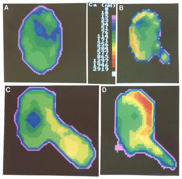 Fig. 4