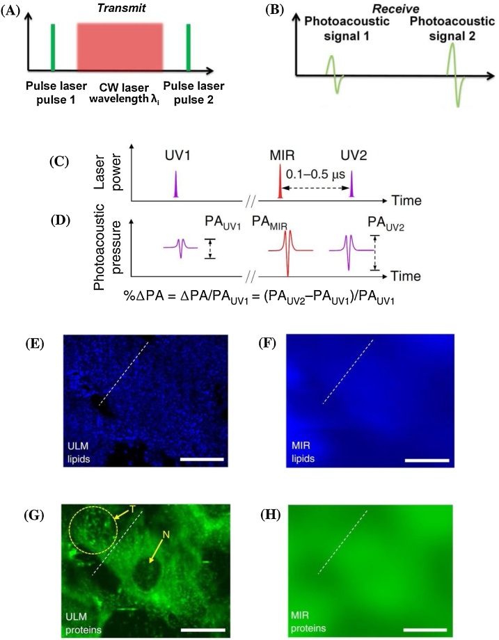 Fig. 11