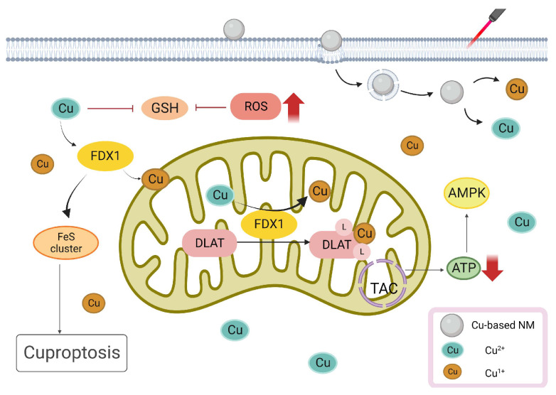 Figure 6