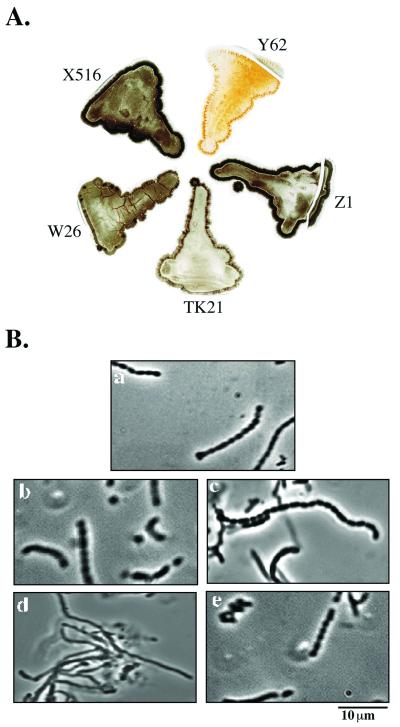 FIG. 2.