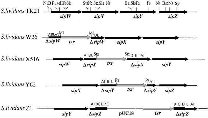 FIG. 1.