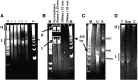 <b>FIG. 1.</b>