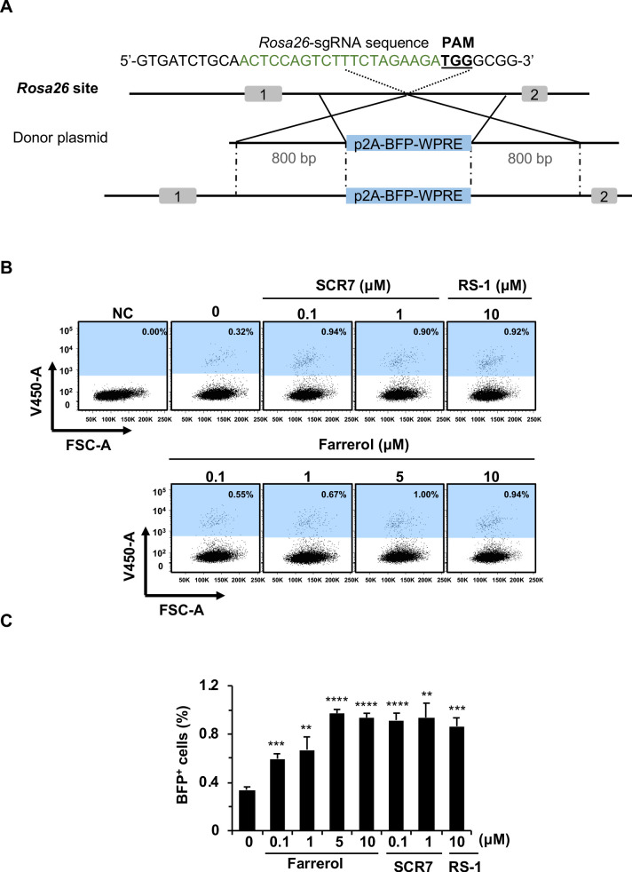 Figure 3—figure supplement 1.