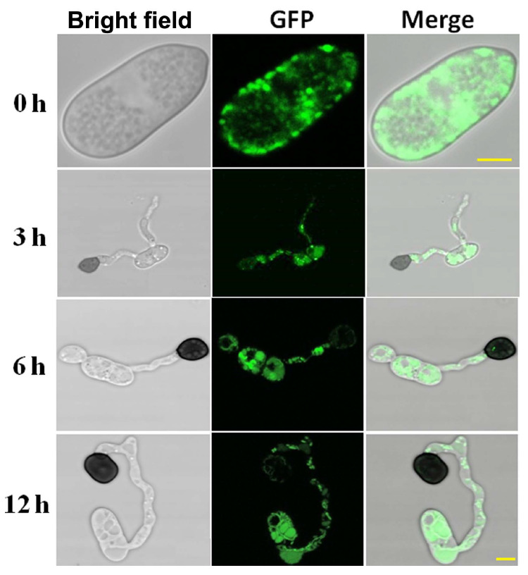 Fig. 5.