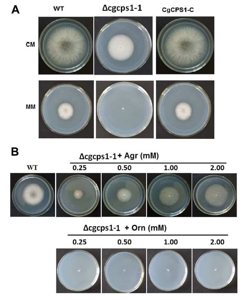 Fig. 3.