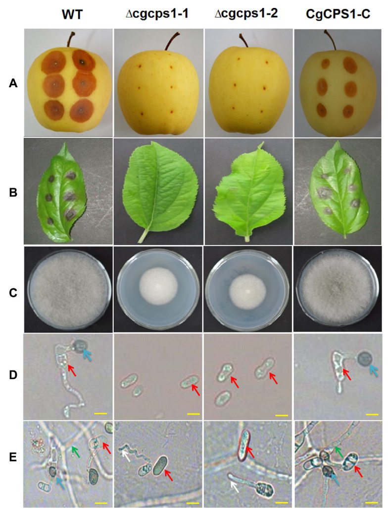 Fig. 4.