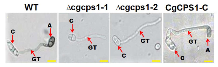 Fig. 7.