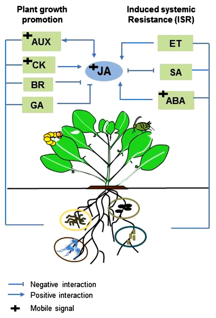 FIGURE 2