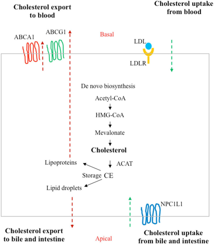 FIGURE 3