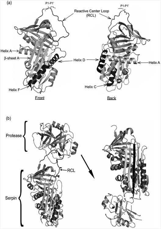 graphic file with name nihms787057f4.jpg