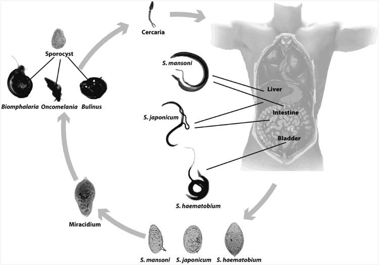 Schistosome life cycle