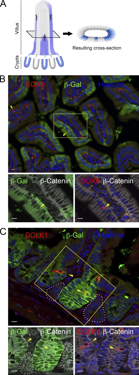 Figure 3.