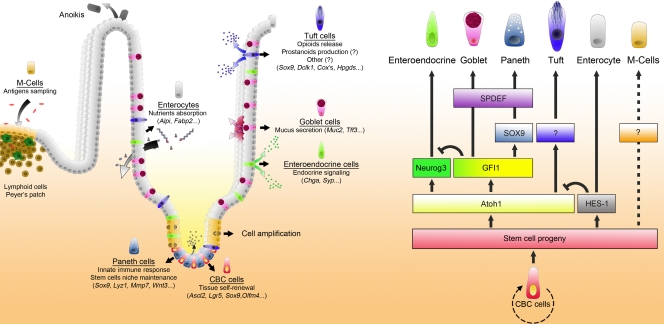 Figure 10.