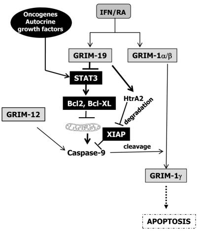 Fig. 9.