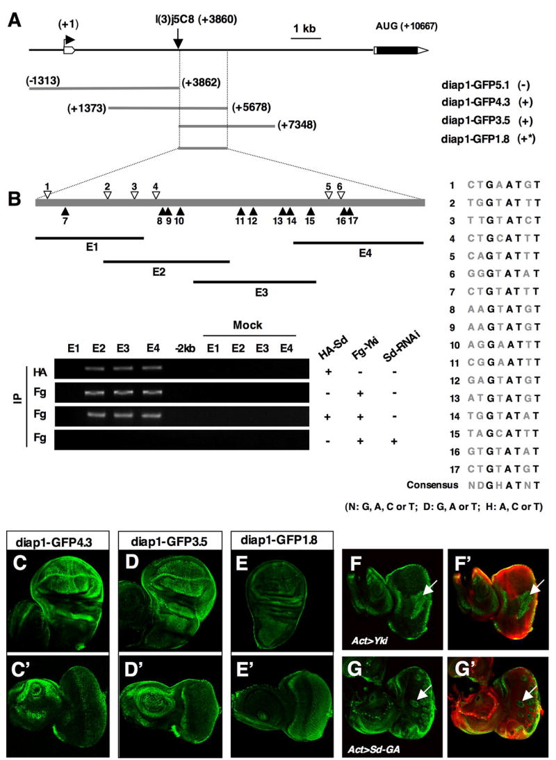 Figure 6