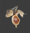 Fig. 5