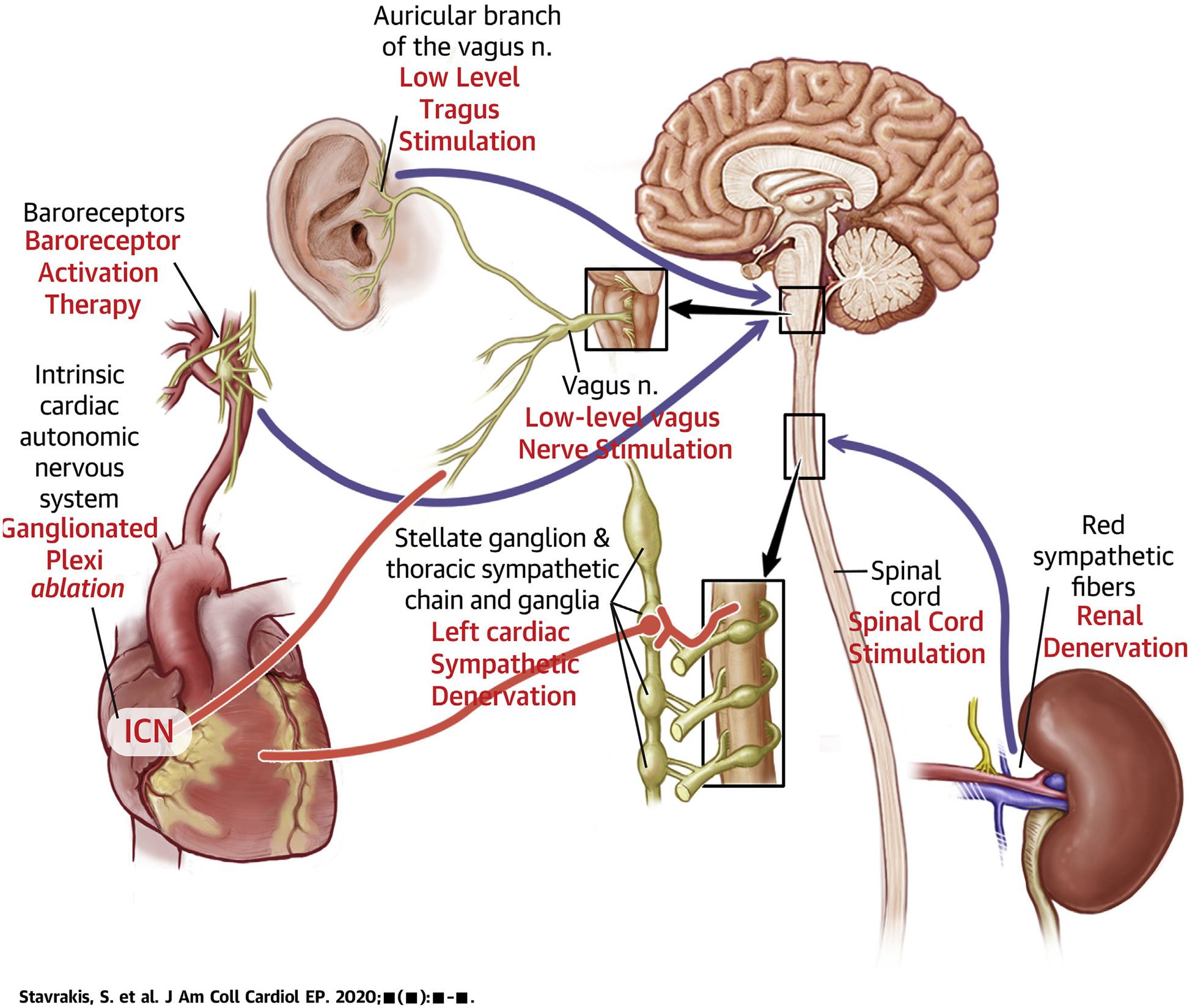 CENTRAL ILLUSTRATION