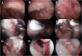 Fig 5