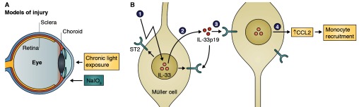 graphic file with name JEM_2132insight2_Fig2.jpg