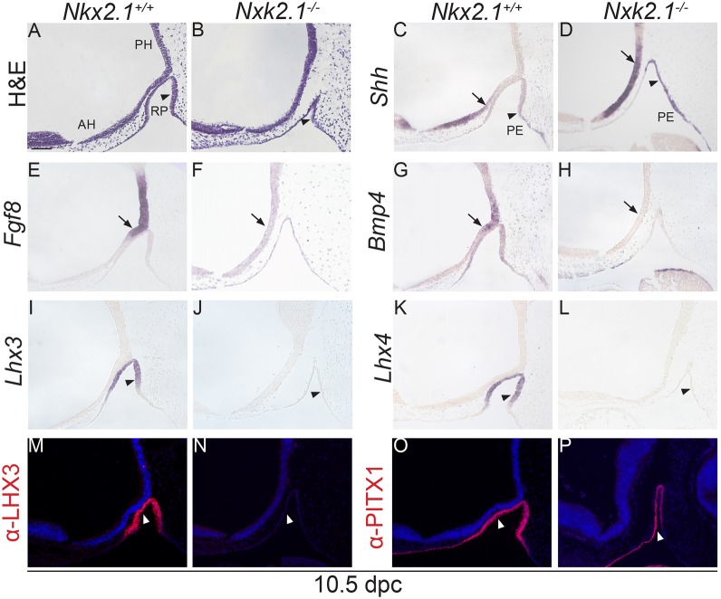 Fig. 10.