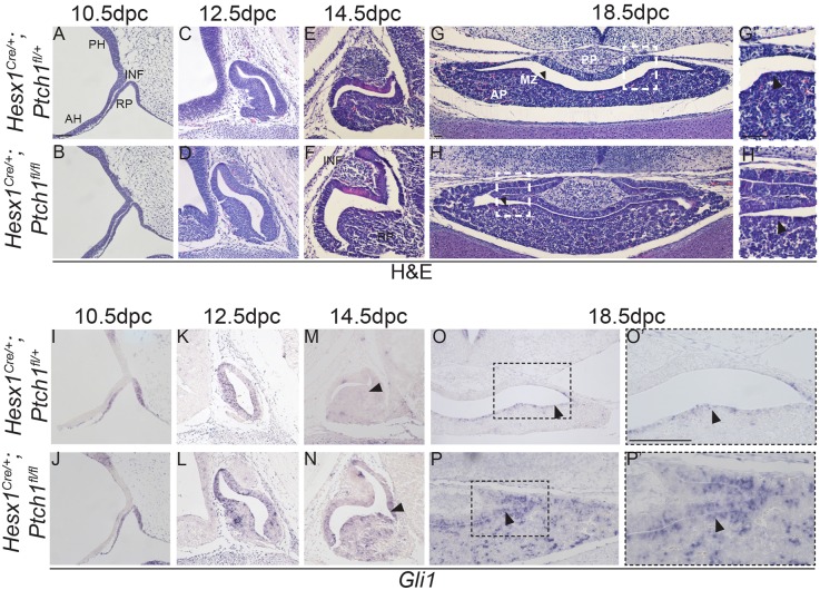 Fig. 8.