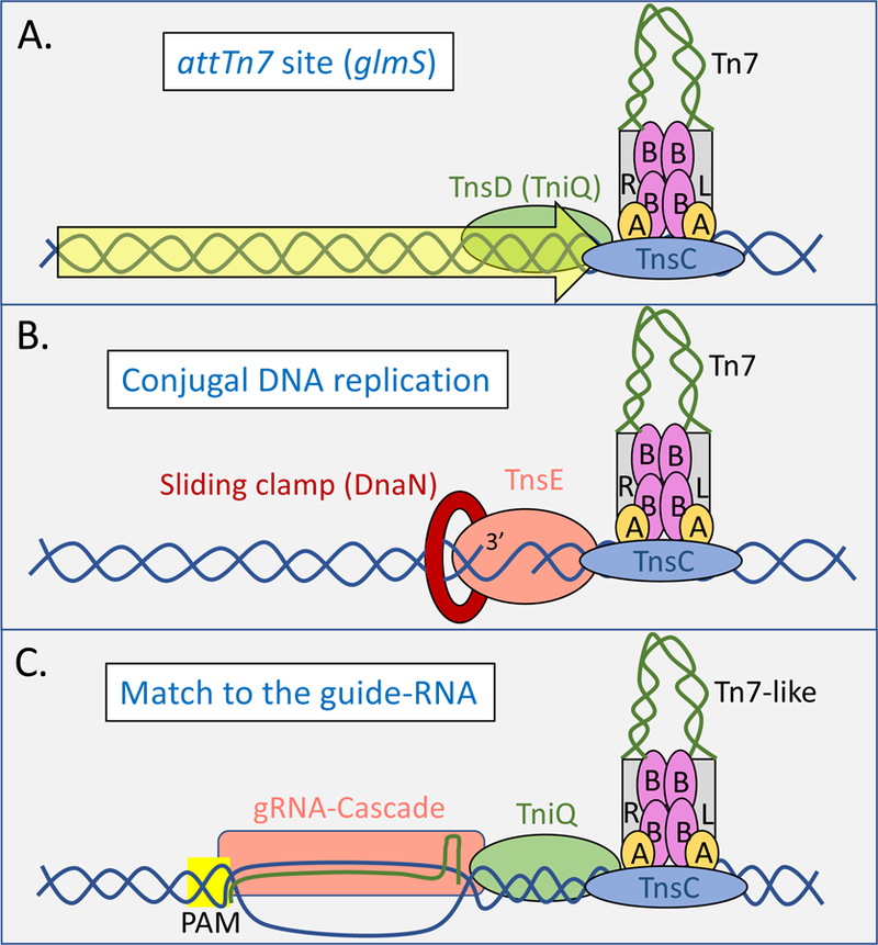 Figure 2 –