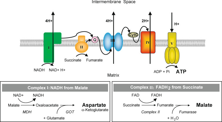 Fig. 1