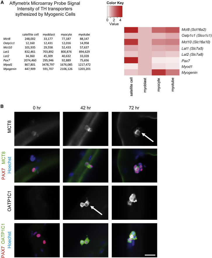 Figure 3