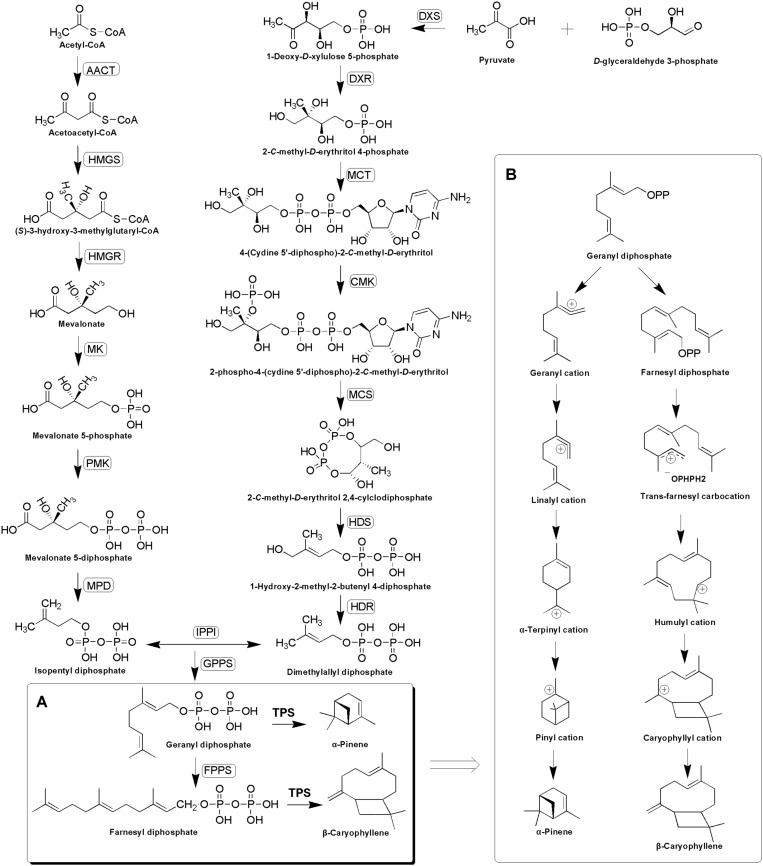 FIGURE 1