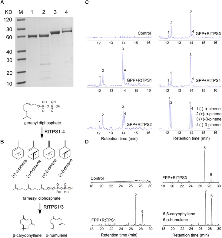 FIGURE 4