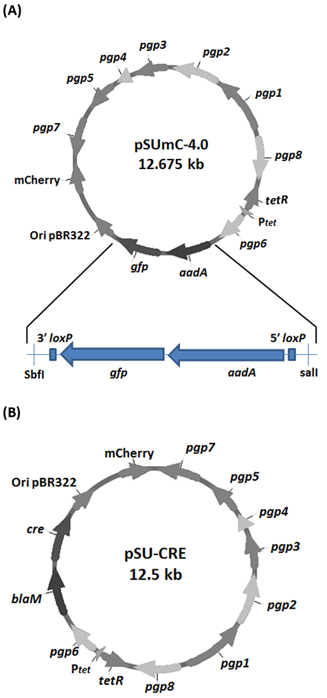 Figure 2: