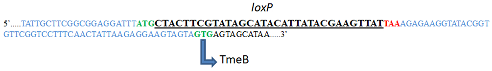 Figure 5: