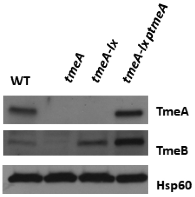 Figure 6: