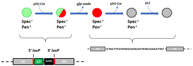 Figure 3: